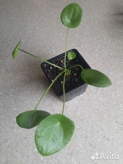 Комнатные растения 1