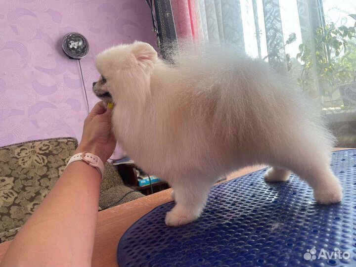 Супер Мачо Пом вязка