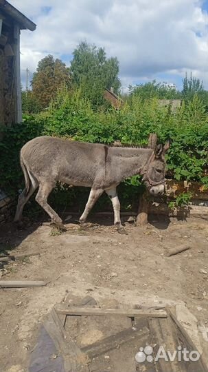 Продаю ослика