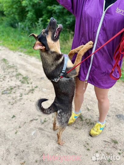 Собака в добрые руки отдам бесплатно щенок