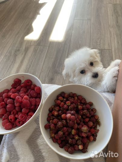 Случка, мальтезе