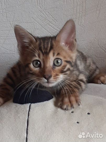 Бенгальские котята