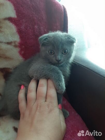 Котята в добрые руки бесплатно