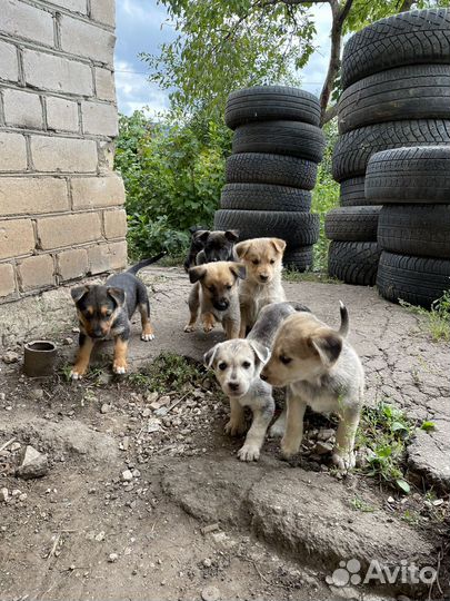 Щенки лабрадора/хаски (помесь)