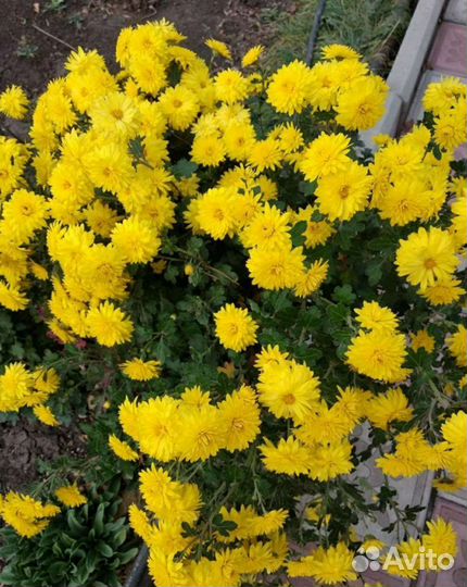 Очиток и хризантема