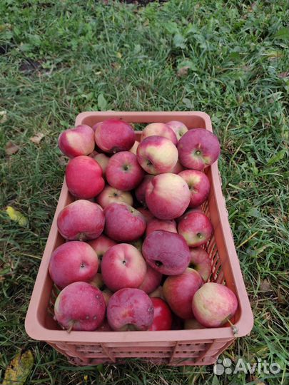 Саженцы яблони