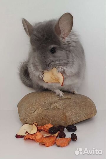 Фиолетовый ангорский шиншилленок мальчик 4 мес