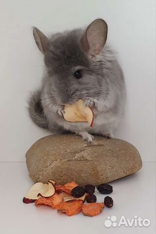 Фиолетовый ангорский шиншилленок мальчик 4 мес