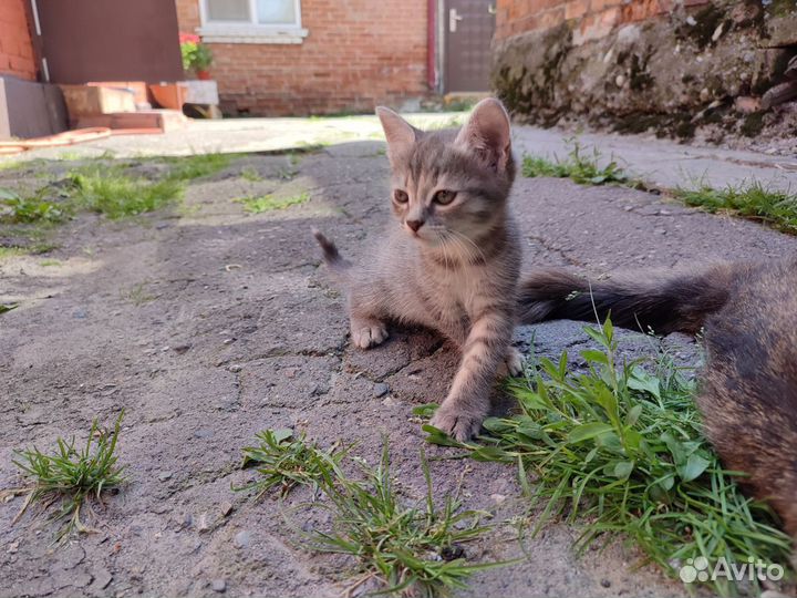 Котёнок-девочка - 2 месяца - 