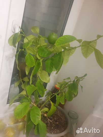 Лимон дерево с плодами