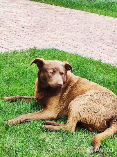 Собака мальчик ищет дом