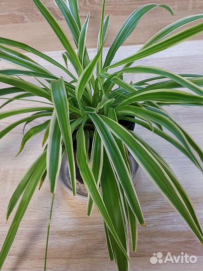 Хлорофитум