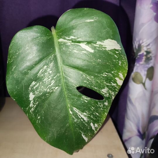 Монстера вариегатная alba