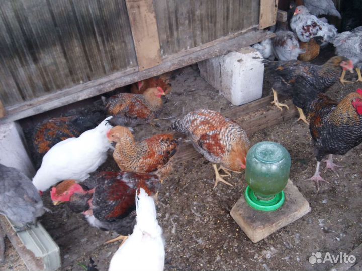 Петух билефельдер и амераукана и