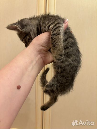Котенок в добрые руки