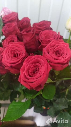 Розы 80 см