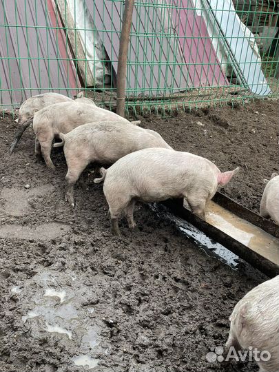 Поросята 2 месяца