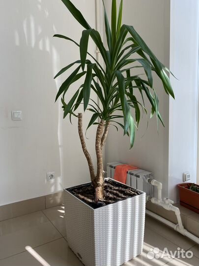 Пальма юкка в кашпо lechuza