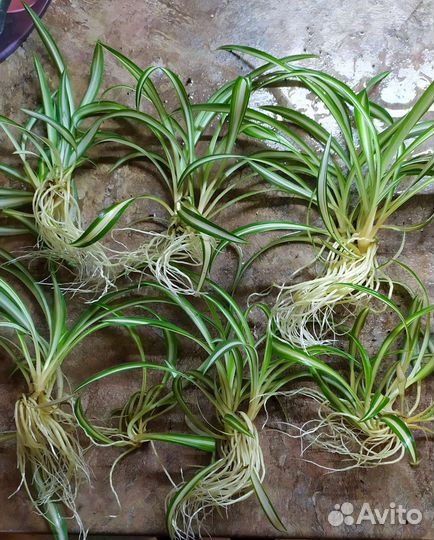 Микс 3х Хлорофитумов