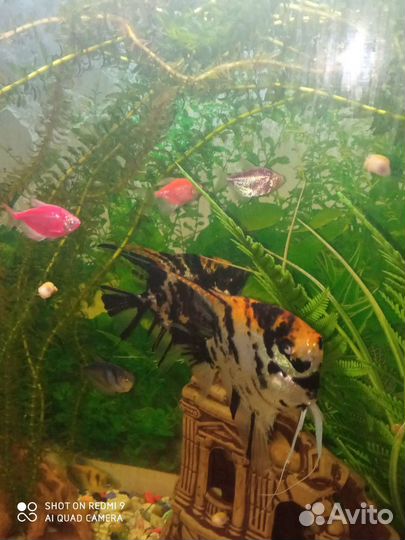 Аквариум с рыбками