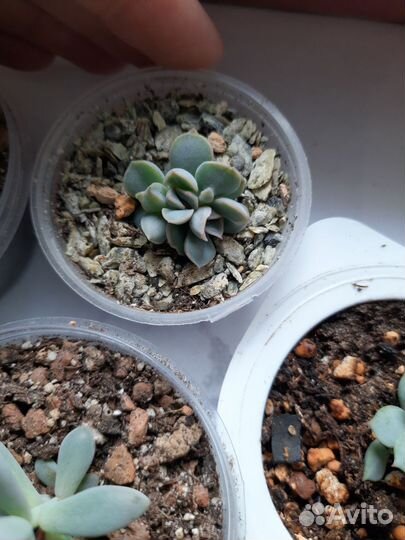 Суккуленты укоренненые