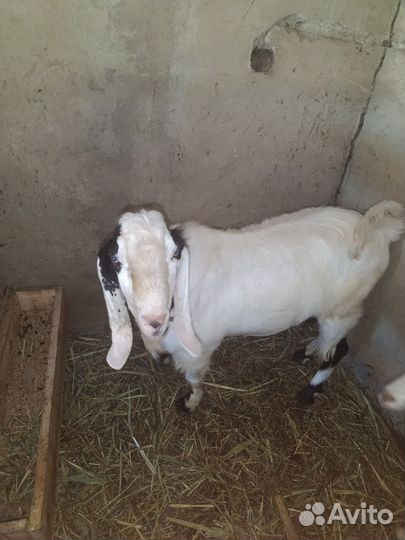 Вязкая с козлом Камори