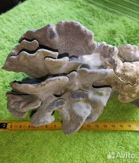 Морские кораллы для большого аквариума