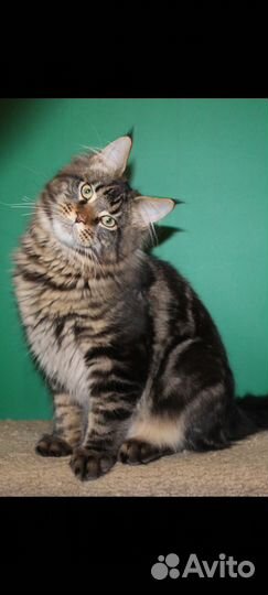 Мейн-кун котики
