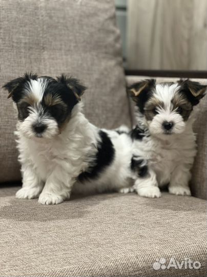 Мальчишки биверята