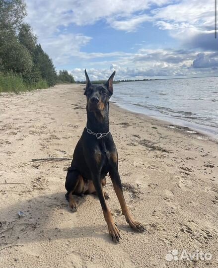 Передержка собак на озере / Зоогостиница