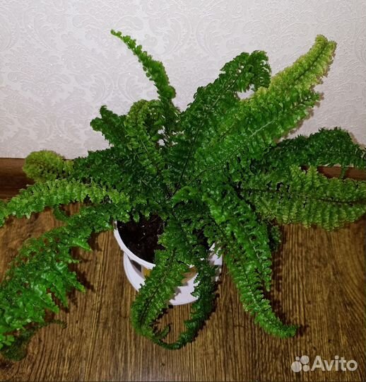 Папоротник Нефролепис кудрявый кучерявый ажурный