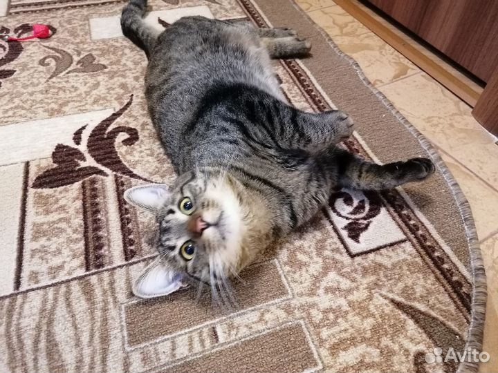 Котик в добрые руки