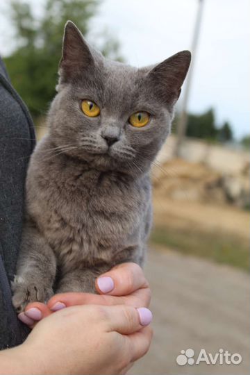 Русская голубая