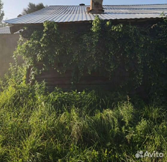 Шишки Хмеля