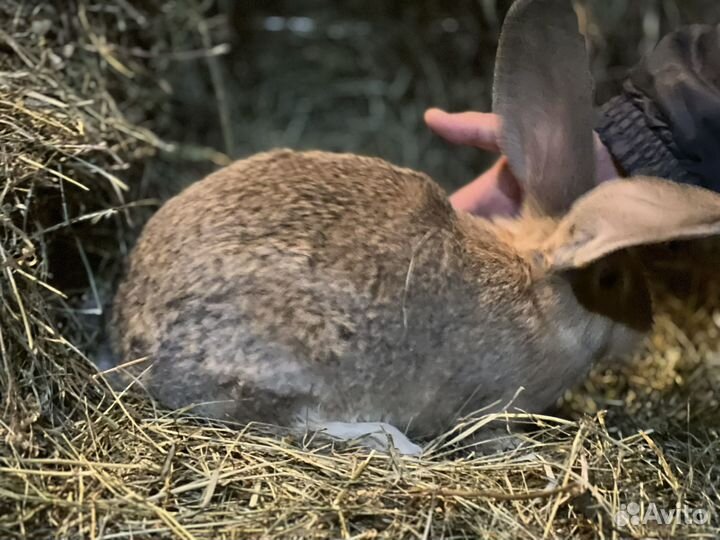 Кролики породы фландр