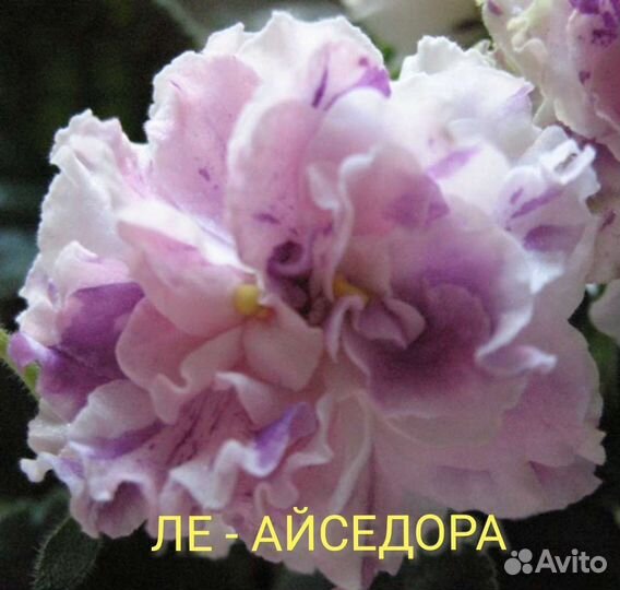 Фиалки лист на срез