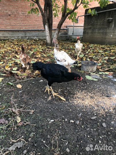 Бойцовые куры
