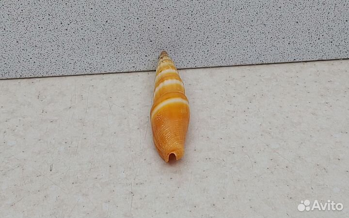 Митра Аллая 6,9 морская ракушка раковина