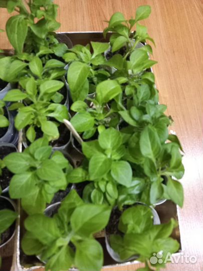 Рассада петунии