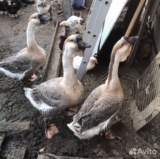 Гуси (Африканские, Львиная голова)