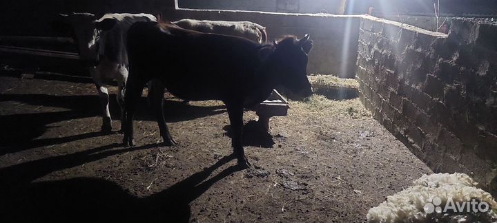 Тёлки бычок