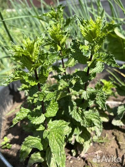 Саженцы сортовой мяты/ Пряные травы