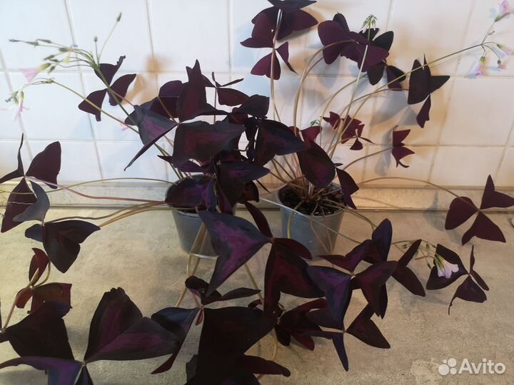 Кислица оксалис