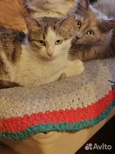 Молодые кошечки в добрые руки