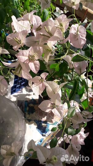 Бугенвиллия