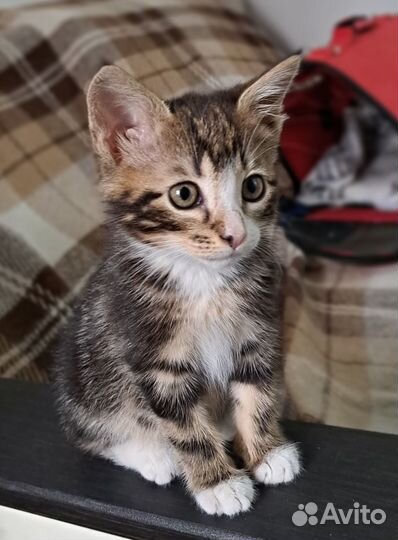 Уникальный котенок для добрых людей