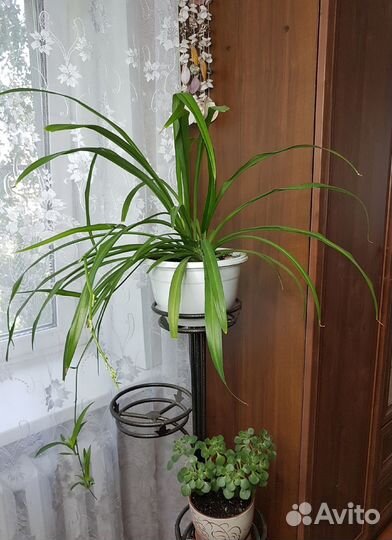 Хлорофитум, большое растение, комнатный цветок
