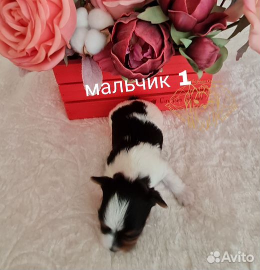 Щенки бивер йорка