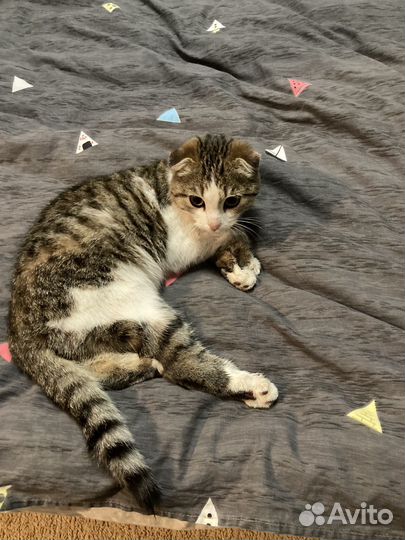 Котики бесплатно
