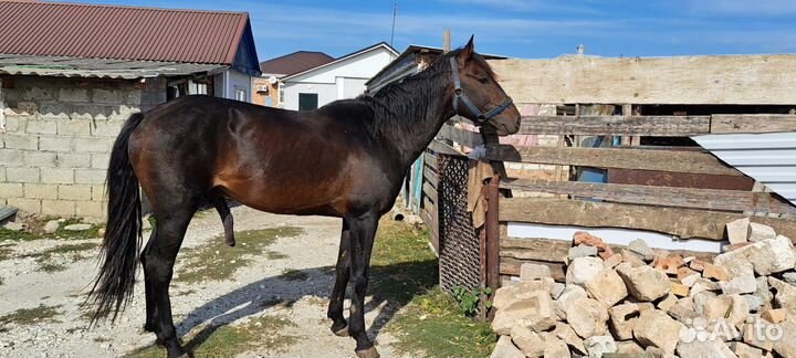 Жеребец 5лет спокойный обмен